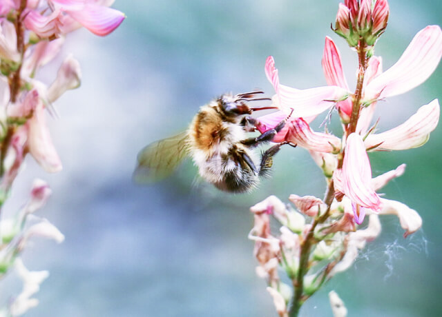 Mit unserem Bienenstrom in eine grüne Zukunft